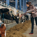 Principios de la producción animal 1 young woman farmer looking after cows cowshed